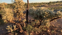 Cylindropuntia fulgida