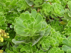 Aeonium arboreum