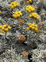Helichrysum galpinii
