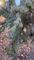 Cylindropuntia fulgida