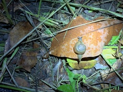 Macrochlamys hippocastaneum