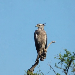 Buteogallus coronatus