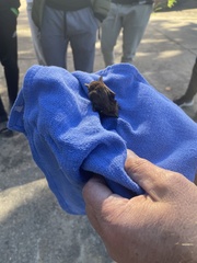 Myotis austroriparius