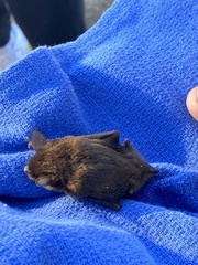 Myotis austroriparius