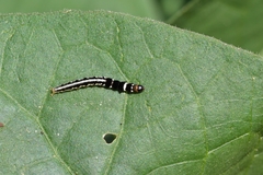 Helcystogramma triannulella