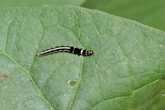 Helcystogramma triannulella