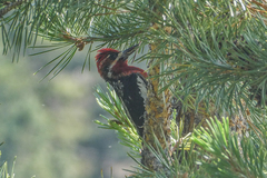 Sphyrapicus ruber × nuchalis