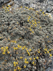 Helichrysum galpinii