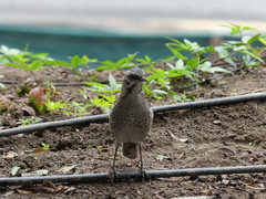 Mimus longicaudatus