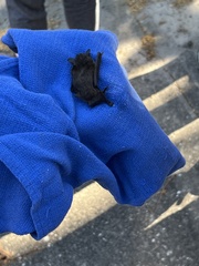 Myotis austroriparius
