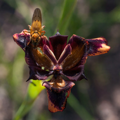 Moraea lurida