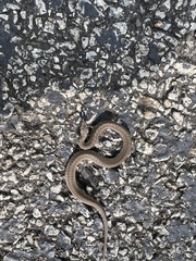 Storeria dekayi