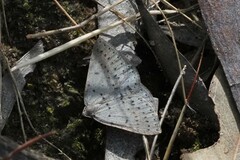 Taxeotis reserata