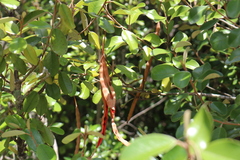 Quadrella jamaicensis