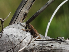 Sceloporus uniformis