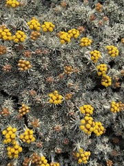 Helichrysum galpinii