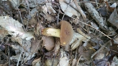 Suillellus hypocarycinus