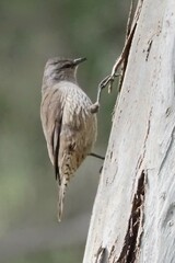 Climacteris picumnus