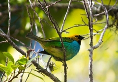 Tangara cyanoventris