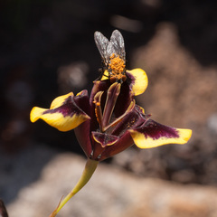 Moraea lurida