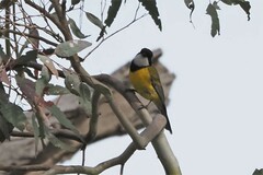 Pachycephala fuliginosa