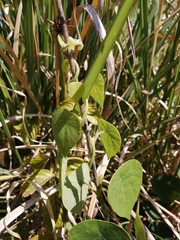 Stephania abyssinica var. tomentella image