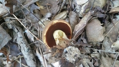 Suillellus hypocarycinus