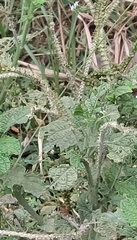 Heliotropium indicum