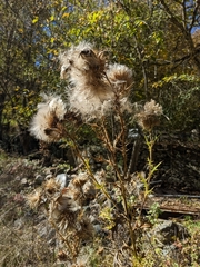Cirsium vulgare