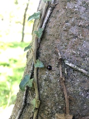 Chilocorus renipustulatus