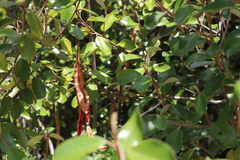 Quadrella jamaicensis