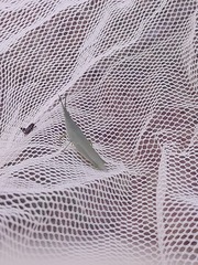 Atractomorpha lata