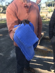 Myotis austroriparius