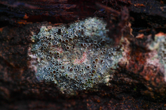 Lecanora symmicta