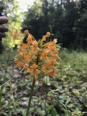 Platanthera ciliaris