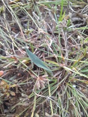 Atractomorpha lata