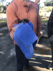 Myotis austroriparius