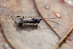 Ascogaster