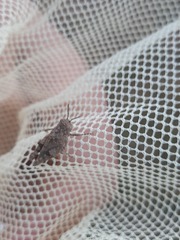 Trilophidia annulata