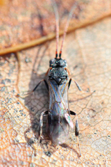 Ascogaster