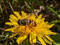 Eristalis tenax