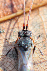 Ascogaster