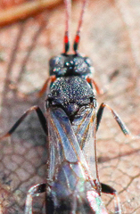Ascogaster