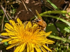 Eristalis tenax