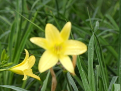 Hemerocallis lilioasphodelus