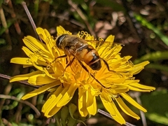 Eristalis tenax