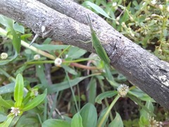 Atractomorpha lata