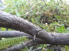 Atractomorpha lata