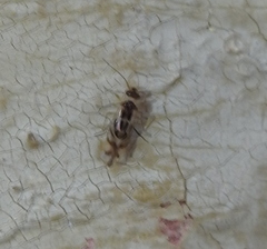 Graphopsocus