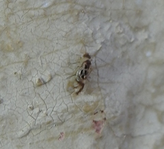 Graphopsocus
